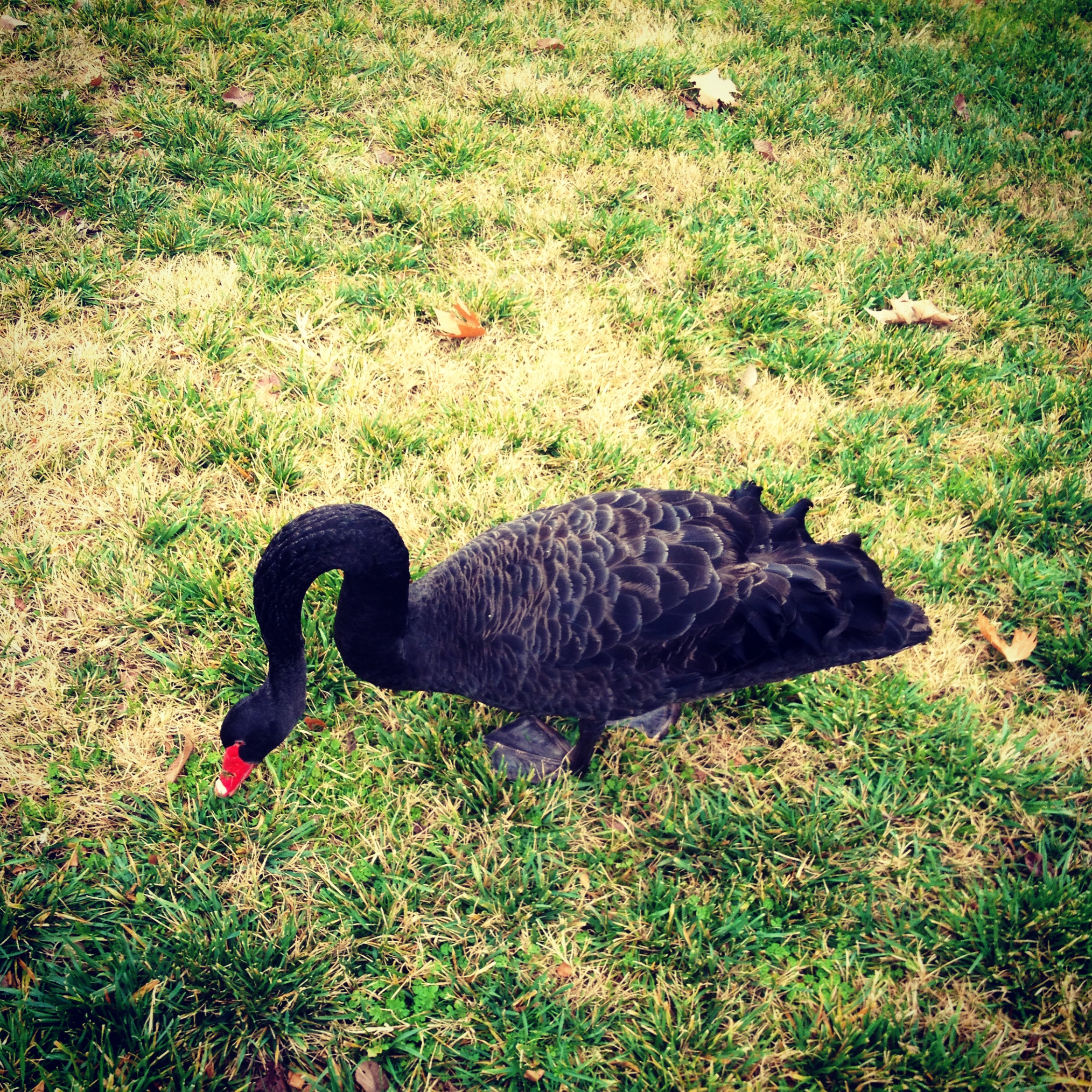 Canberra Black Swan